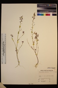 Streptanthus fenestratus image